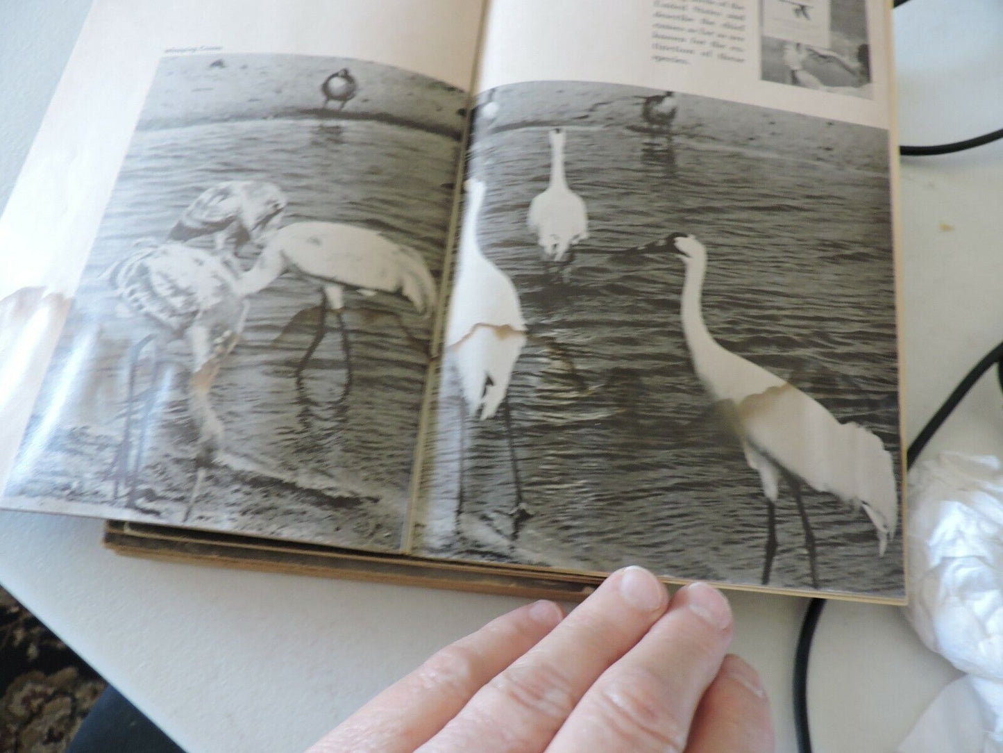 Boy Scouts of America Merit Badge Series Bird Study 1971