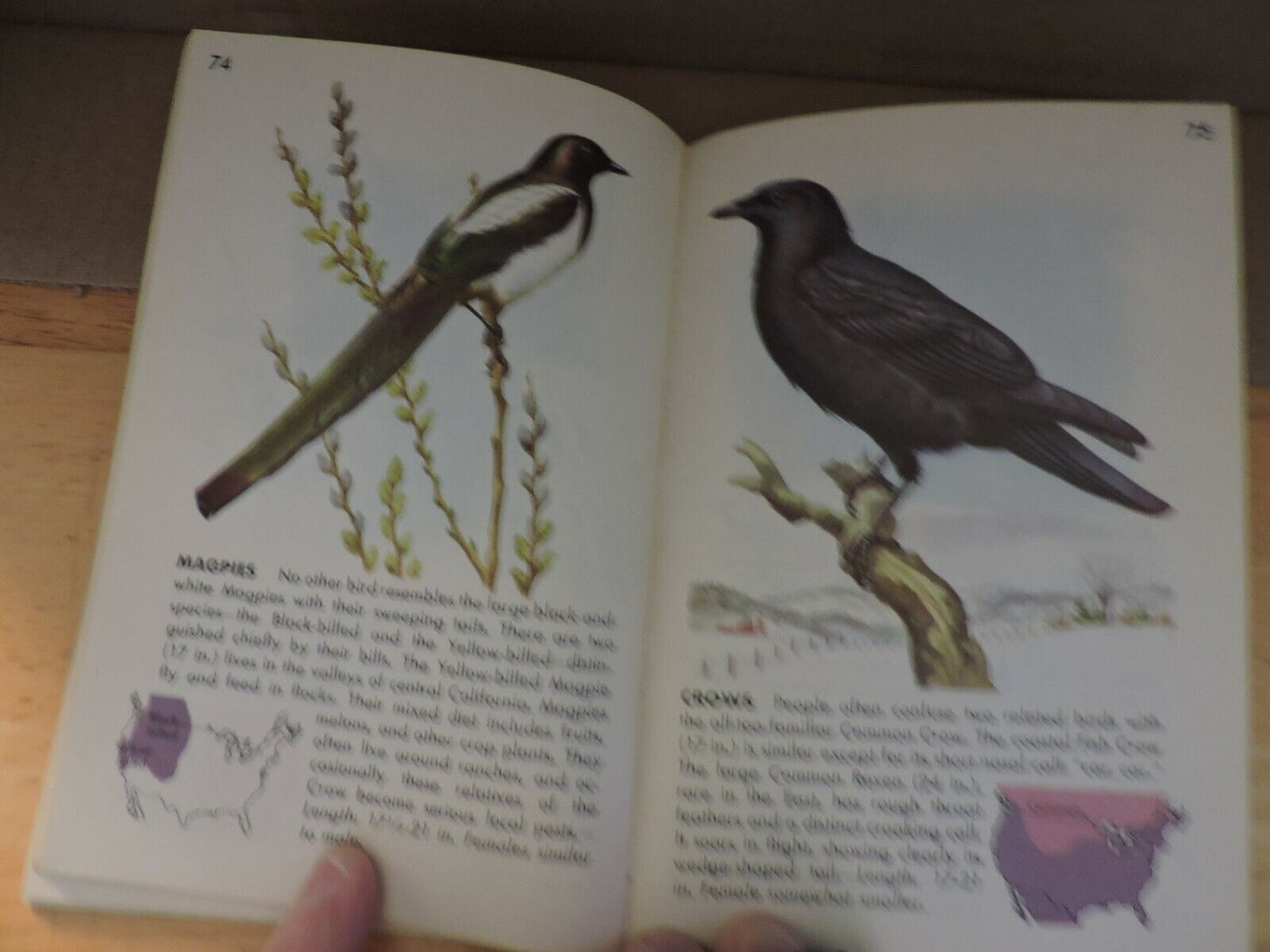 BIRDS  A GUIDE TO THE MOST FAMILIAR AMERICAN BIRDS 1956