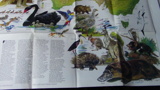 The National Geographic Magazine Map of Australia (Land of the Living Fossils)