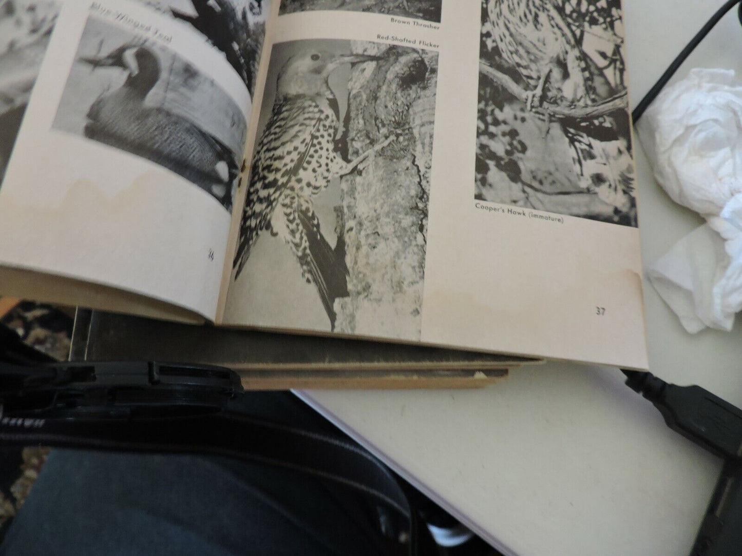 Boy Scouts of America Merit Badge Series Bird Study 1971