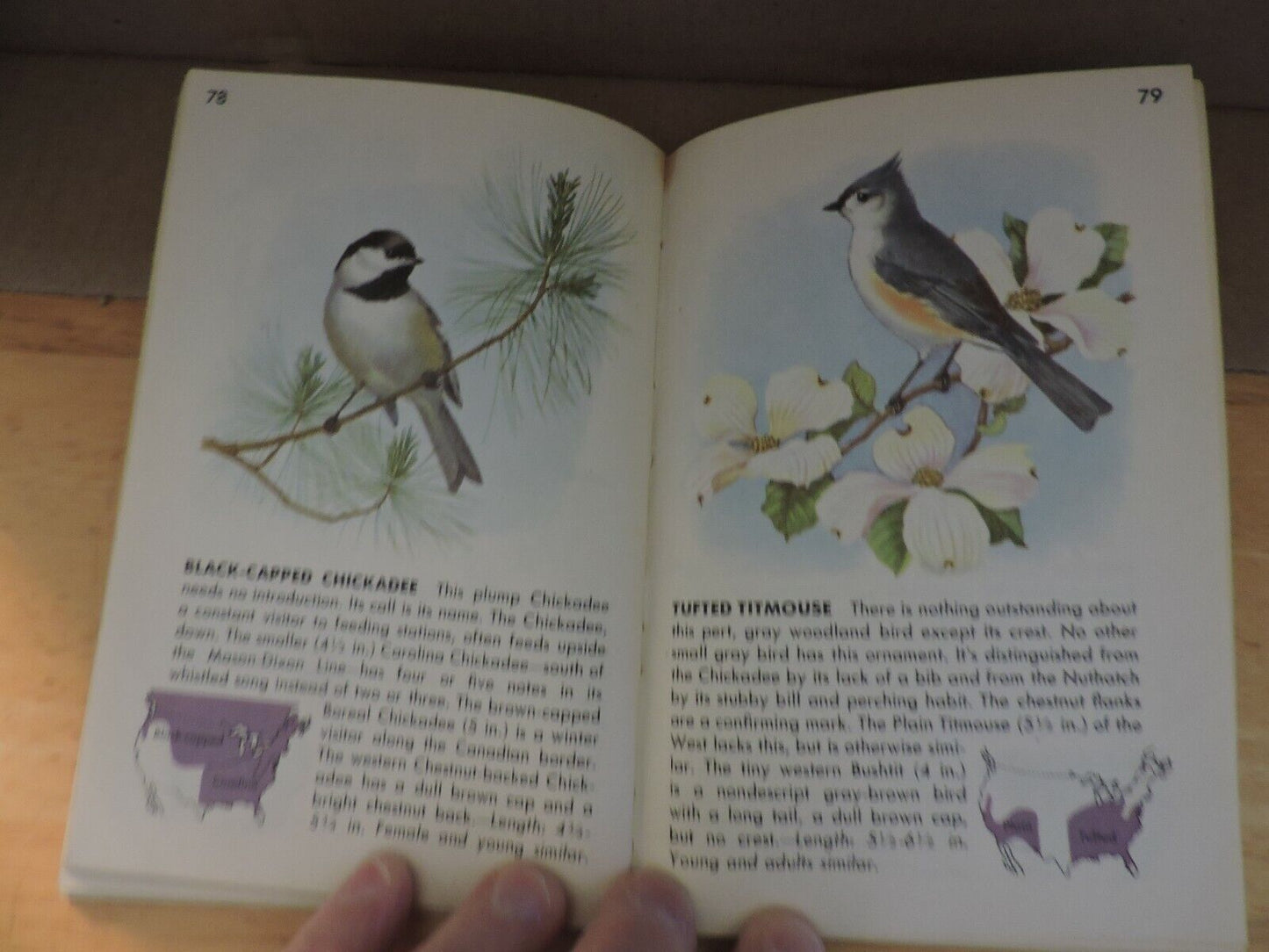 BIRDS  A GUIDE TO THE MOST FAMILIAR AMERICAN BIRDS 1956