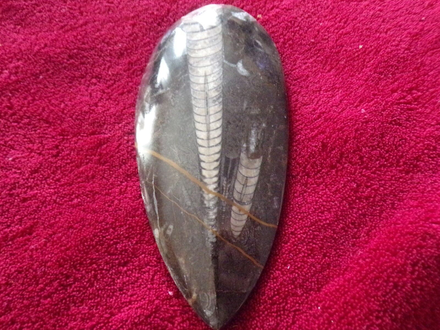 6 1/4" inch long fossil orthoceras Cephlapod (Found in Morocco)