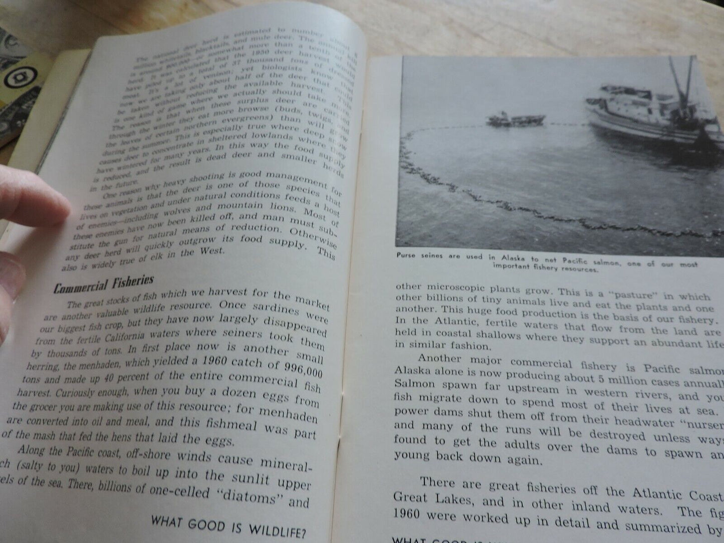 BOY SCOUT MERIT BADGE BOOK: WILDLIFE MANAGEMENT  1952