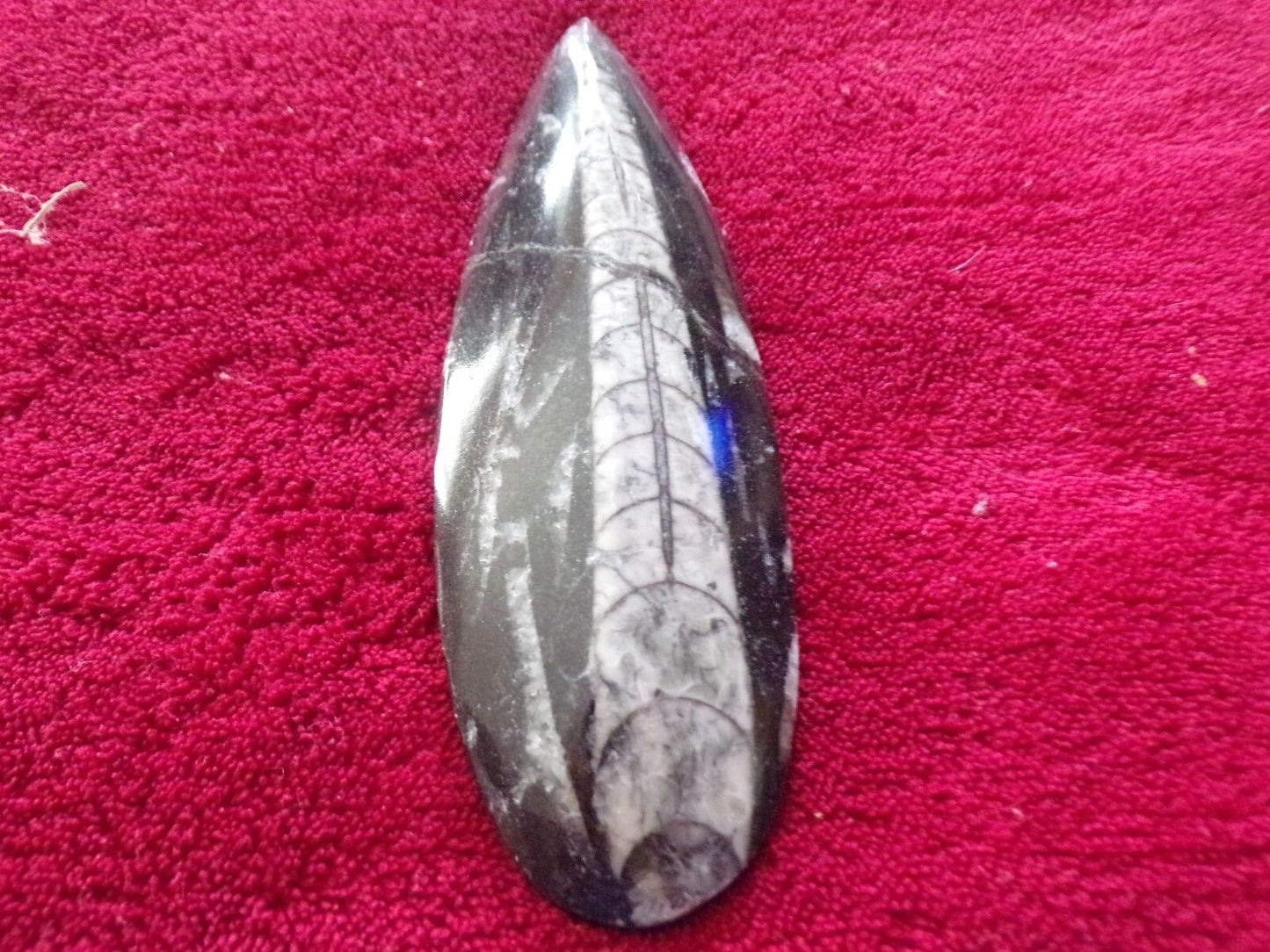 6" inch long fossil orthoceras Cephlapod (Found in Morocco)