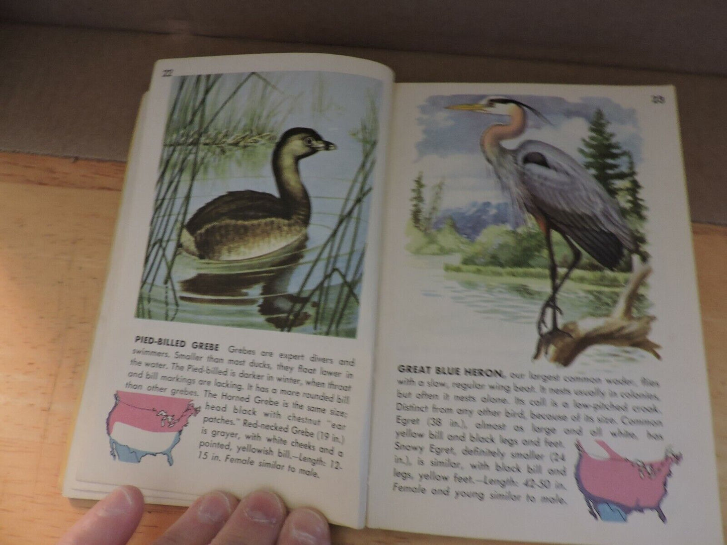 BIRDS  A GUIDE TO THE MOST FAMILIAR AMERICAN BIRDS 1956