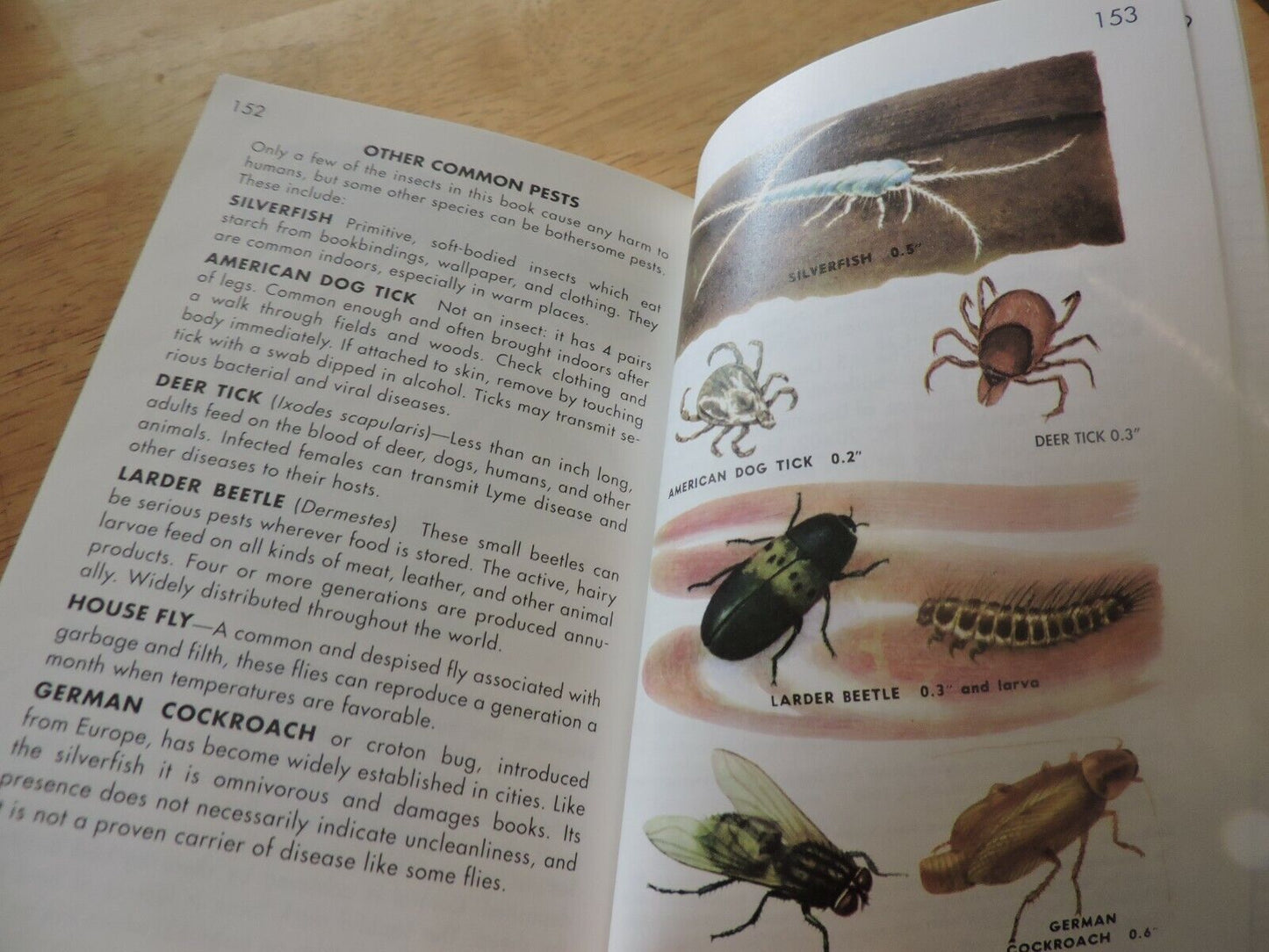 A GOLDEN GUIDE: INSECTS FULLY ILLUSTRATED, 2001
