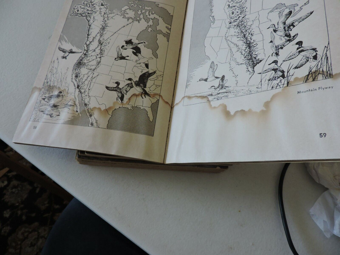 Boy Scouts of America Merit Badge Series Bird Study 1971