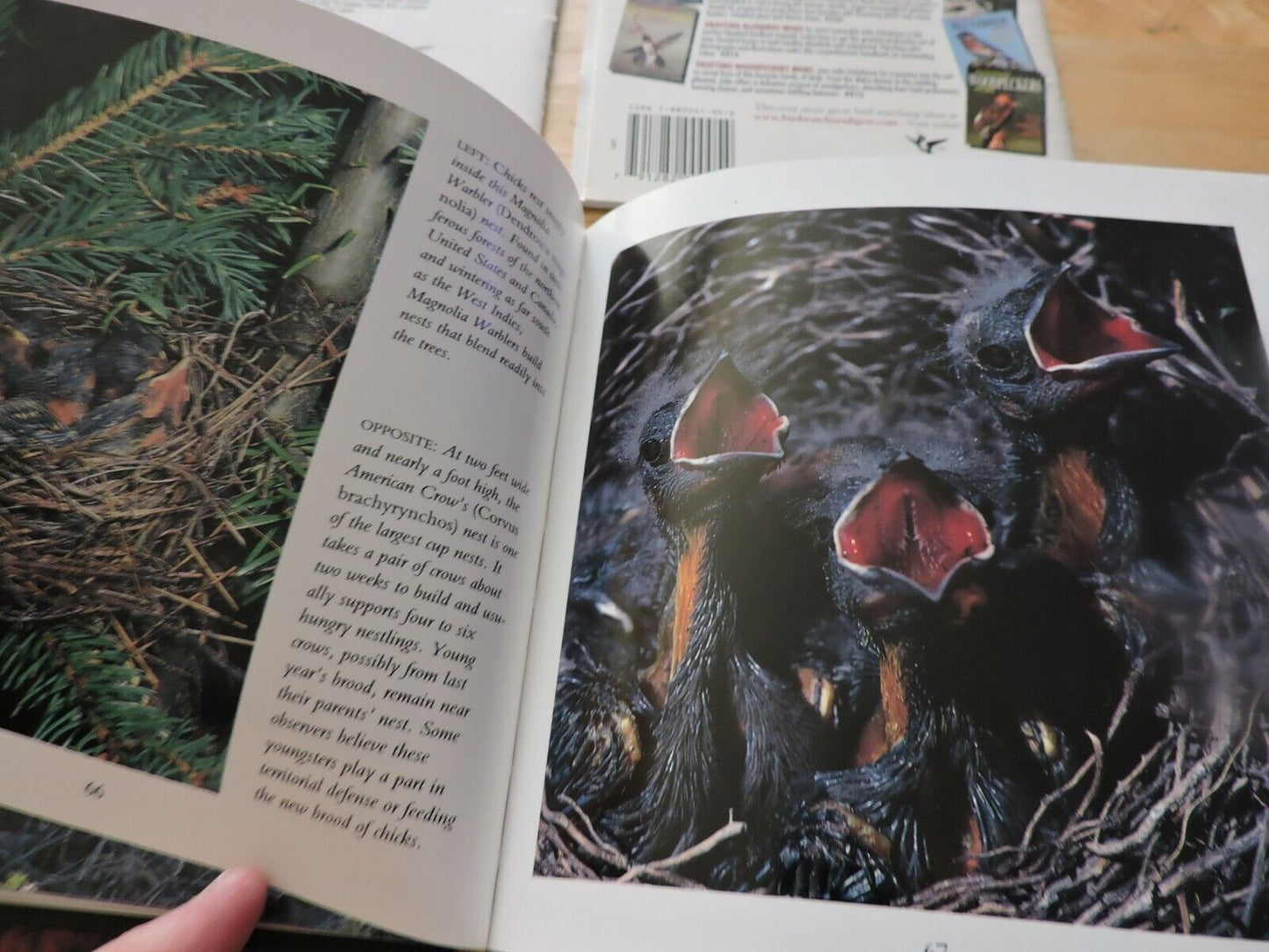 BIRDS--LOT OF 5 BOOKS TO LEARN ABOUT OUR FEATHERED FRIENDS