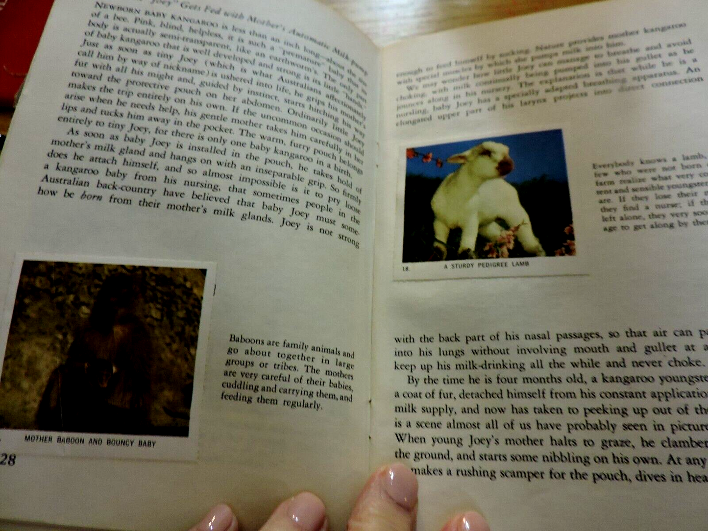 NATIONAL AUDUBON SOCIETY: NATURE PROGRAM, ANIMAL CHIDREN 1958