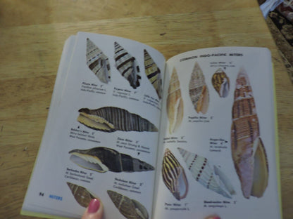 Sea Shells Of The World, A Golden Nature Guide, 1962 Trade Paperback