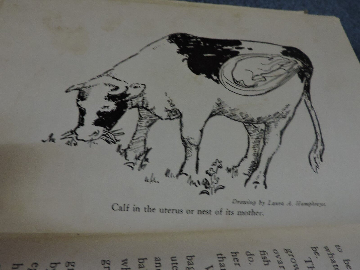 Growing Up by Karl De Schweinitz 1944 Printing (How we become alive)