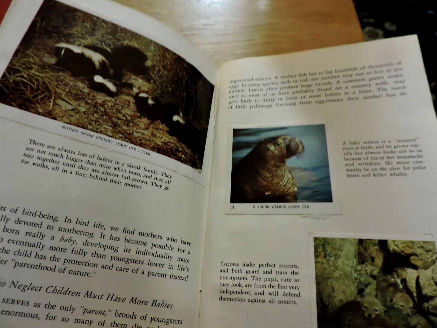 NATIONAL AUDUBON SOCIETY: NATURE PROGRAM, ANIMAL CHIDREN 1958