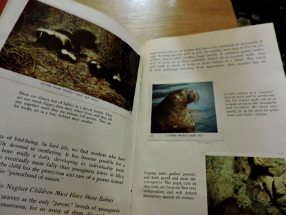 NATIONAL AUDUBON SOCIETY: NATURE PROGRAM, ANIMAL CHIDREN 1958
