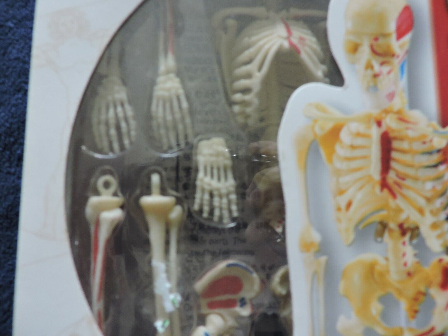 HUMAN ANATOMY MODEL 41 PIECE NIB--AGES 8+