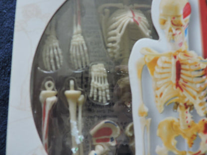 HUMAN ANATOMY MODEL 41 PIECE NIB--AGES 8+