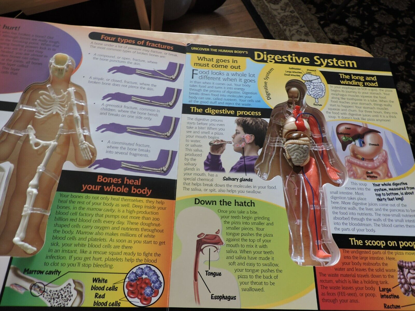 UNCOVER THE HUMAN BODY  THREE DIMENSIONAL LOOK INSIDE THE BODY. 2002
