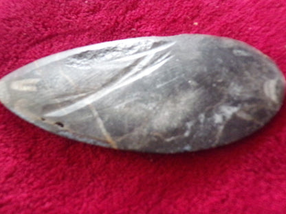 6 1/4" inch long fossil orthoceras Cephlapod (Found in Morocco)