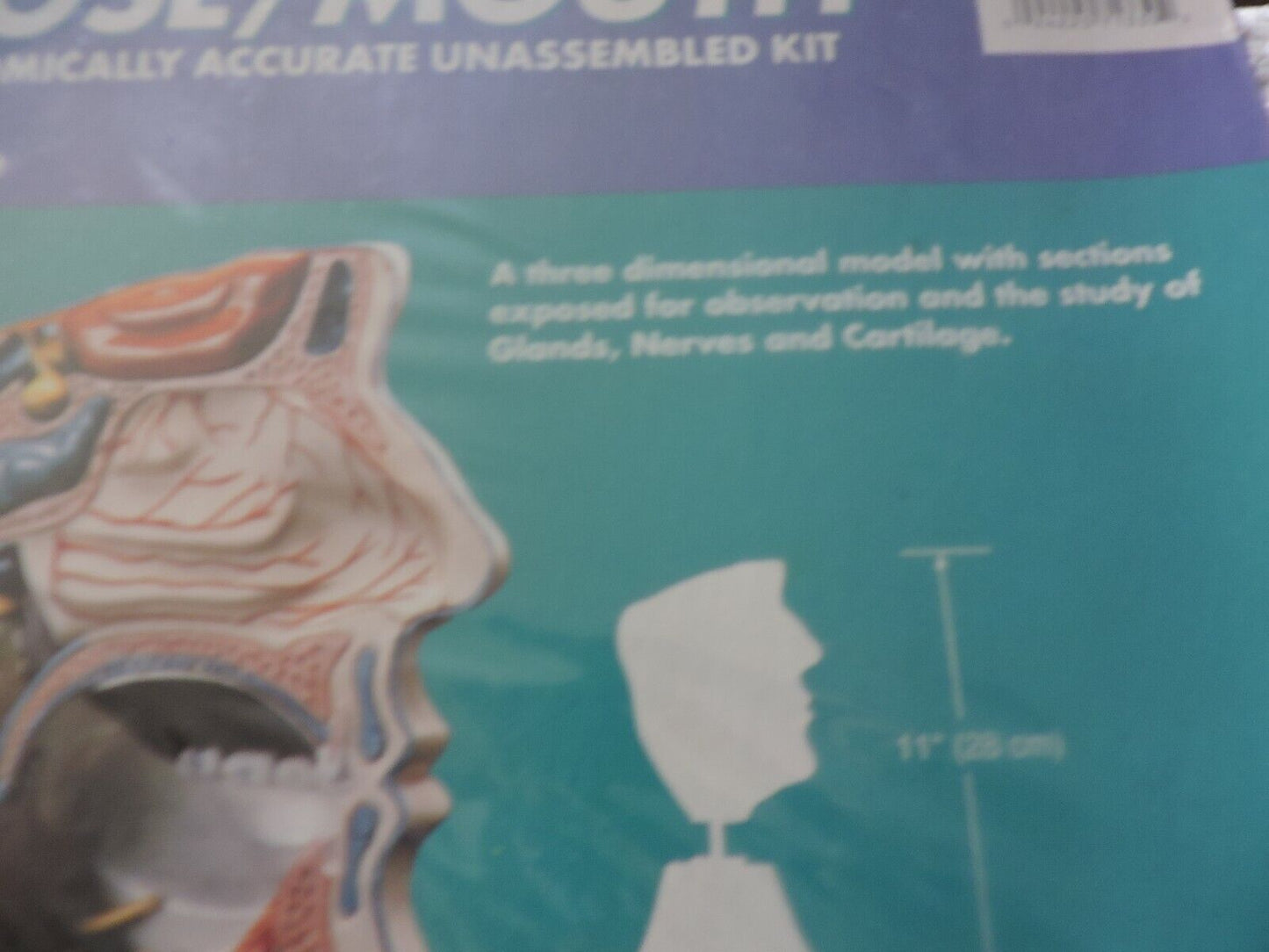 SKILCRAFT: NOSE/MOUTH ANATOMICALLY ACCURATE UNASSEMBLED  MODEL KIT-- NIB-- SKILL