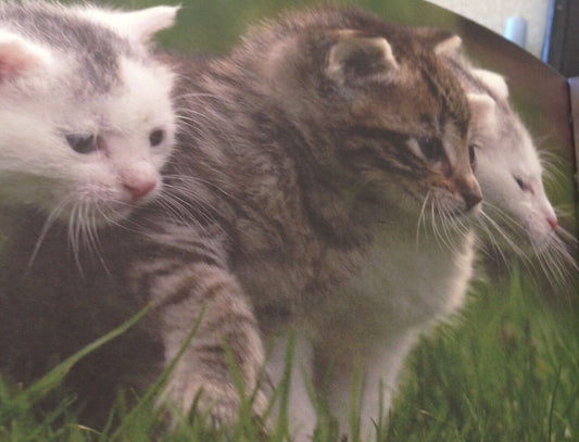 BABY ANIMALS