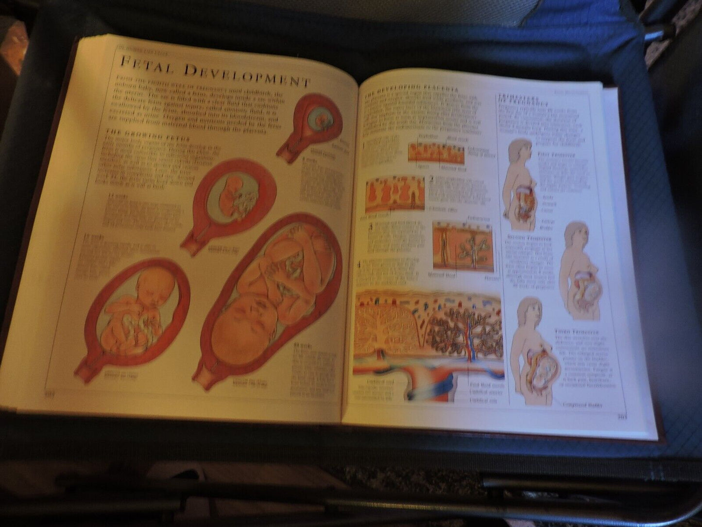 THE HUMAN BODY: A DORLING KINDERSLEY BOOK, 1995