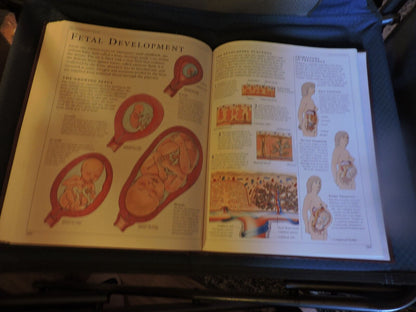 THE HUMAN BODY: A DORLING KINDERSLEY BOOK, 1995