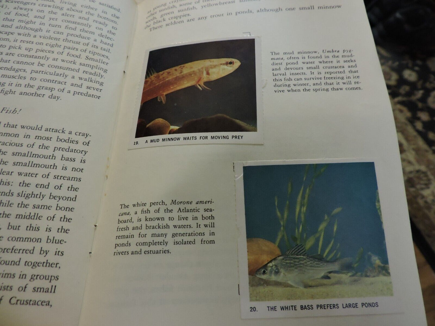NATIONAL AUDUBON SOCIETY: NATURE PROGRAM, POND LIFE 1958