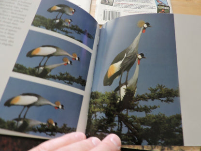 BIRDS--LOT OF 5 BOOKS TO LEARN ABOUT OUR FEATHERED FRIENDS