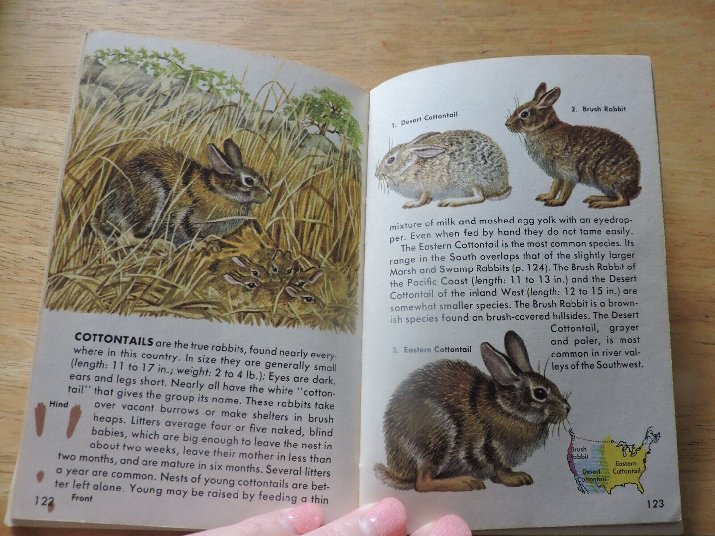 Mammals a Golden Nature Guide by Zim and Hoffmeister 1955