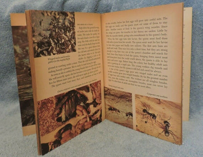 The World of Ants Childrens Book