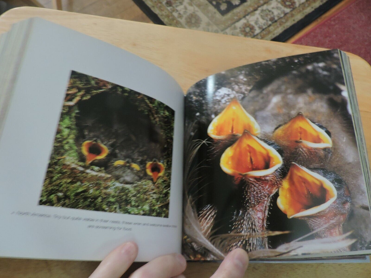 BABY ANIMALS--CUBE BOOK 2004