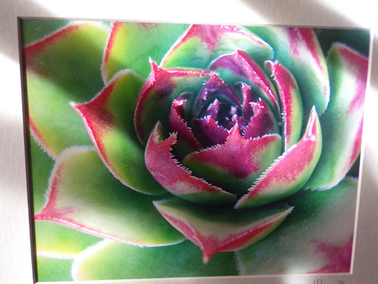 Artist J Pishny Presents: Venus Fly Trap Print (Green/Pink-14