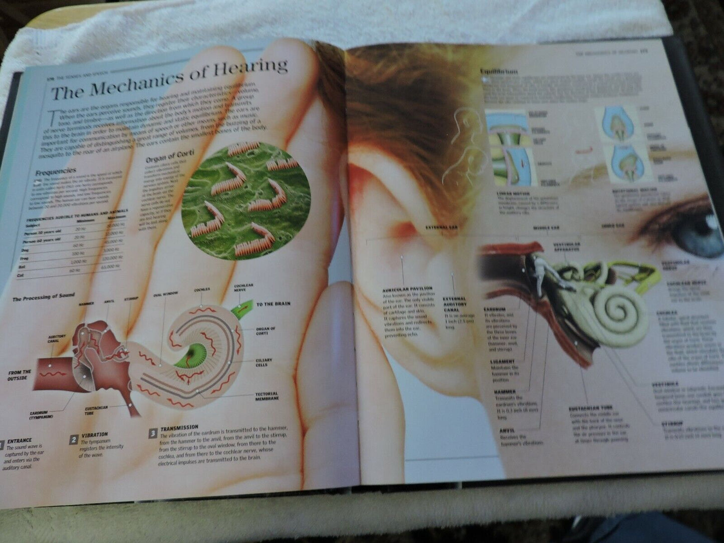THE HUMAN BODY: A FAMILY REFERENCE GUIDE  2012