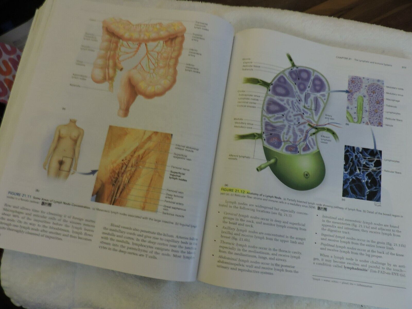 ANATOMY PHYSIOLOGY  THE UNITY OF FORM AND FUNCTION, SALADIN
