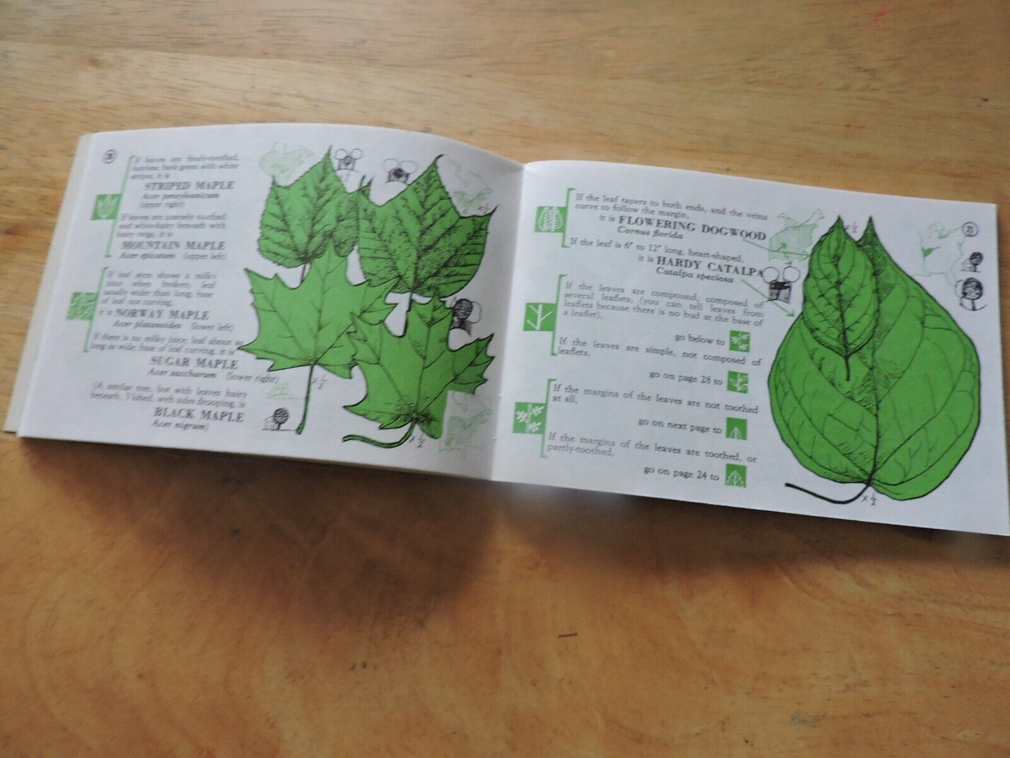 TREE FINDER- IDENTIFICATION OF TREES BY THEIR LEAVES  BY MARY THEILGURARD WATTS