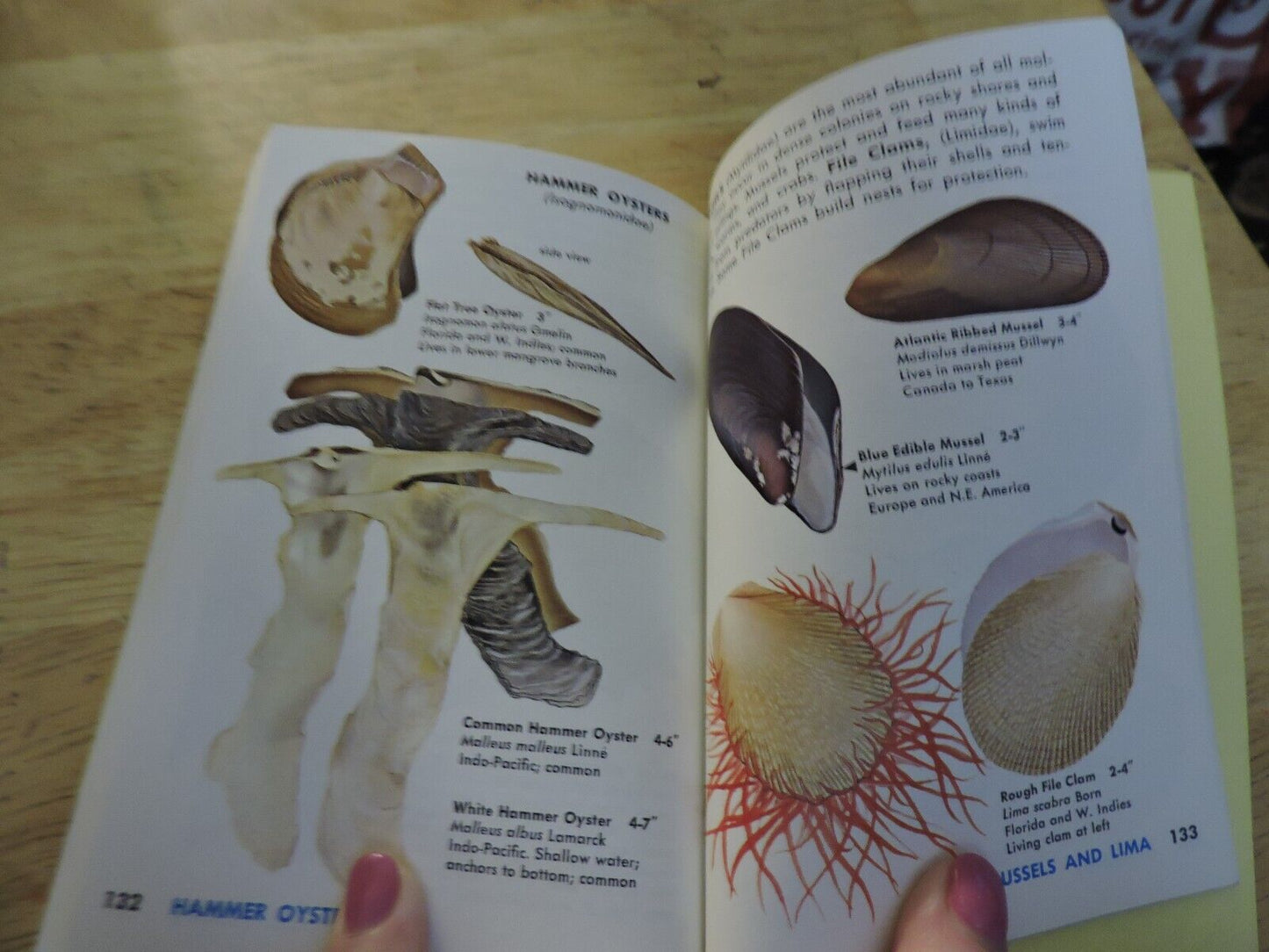 Sea Shells Of The World, A Golden Nature Guide, 1962 Trade Paperback