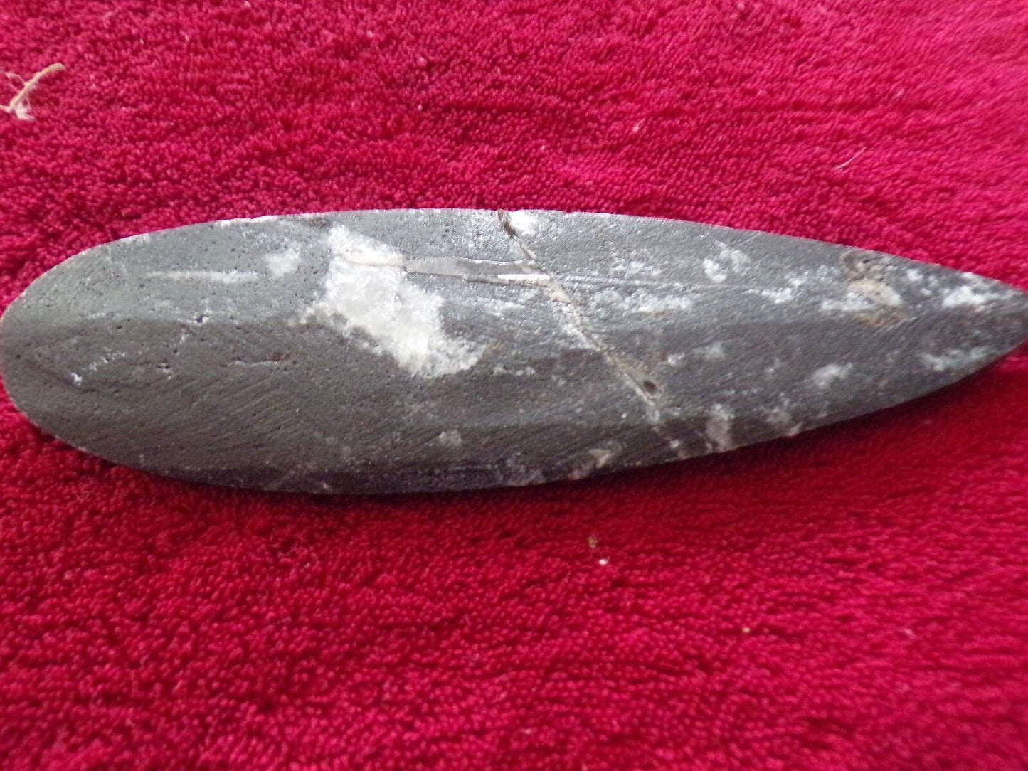 6" inch long fossil orthoceras Cephlapod (Found in Morocco)