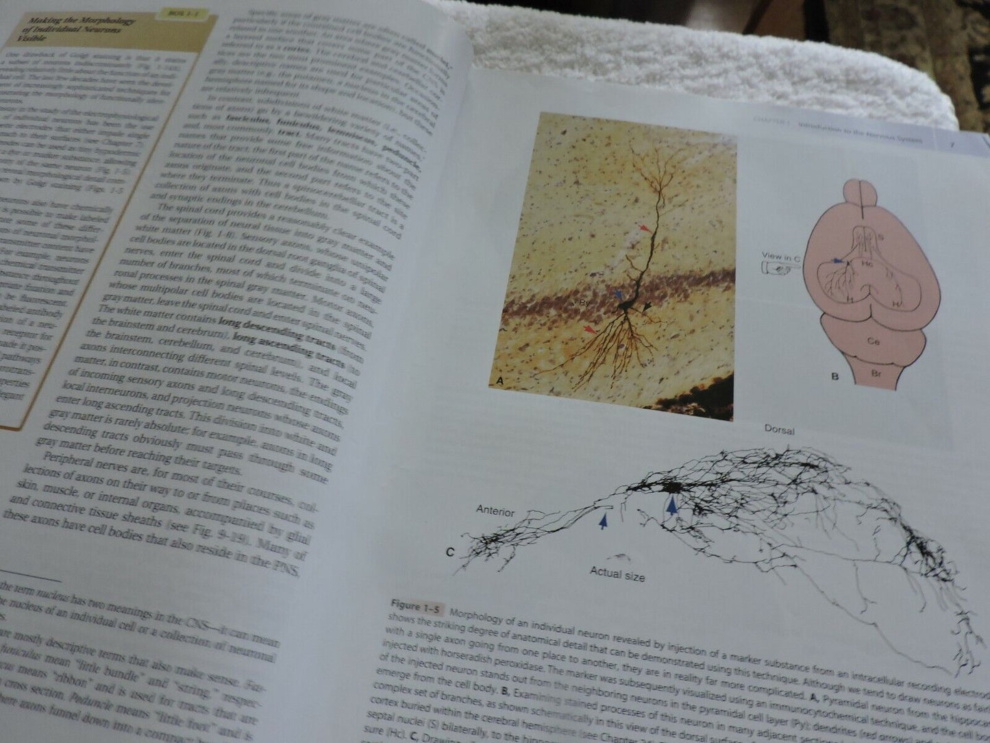 THE HUMAN BRAIN AN INTRODUCTION TO ITS FUNCTIONAL ANATOMY 2009 JOHN NOLTE