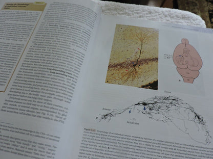 THE HUMAN BRAIN AN INTRODUCTION TO ITS FUNCTIONAL ANATOMY 2009 JOHN NOLTE
