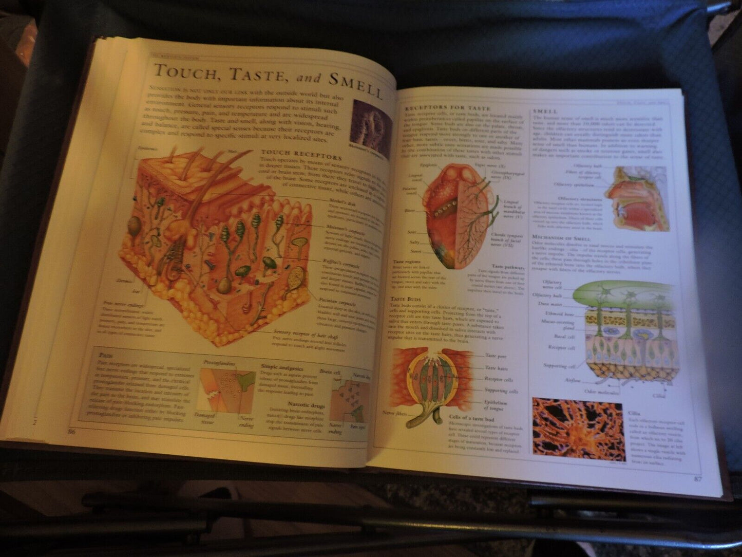 THE HUMAN BODY: A DORLING KINDERSLEY BOOK, 1995