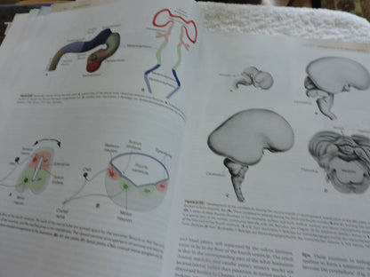 THE HUMAN BRAIN AN INTRODUCTION TO ITS FUNCTIONAL ANATOMY 2009 JOHN NOLTE
