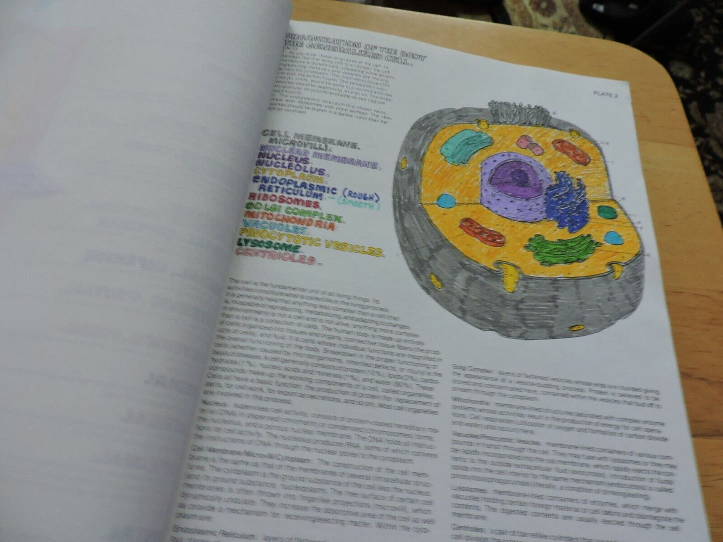 THE ANATOMY COLORING BOOK BY WYNN KAPIT/LAWRENCE M. ELSON 1977