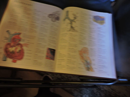 THE HUMAN BODY: A DORLING KINDERSLEY BOOK, 1995