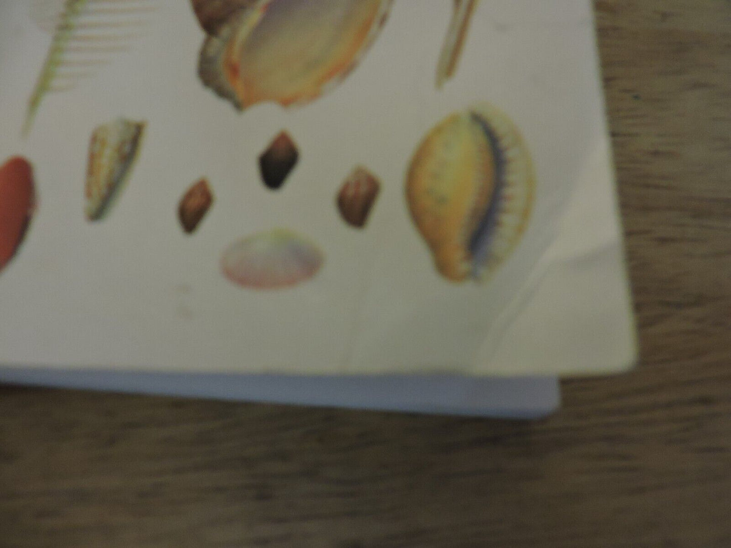 Sea Shells Of The World, A Golden Nature Guide, 1962 Trade Paperback