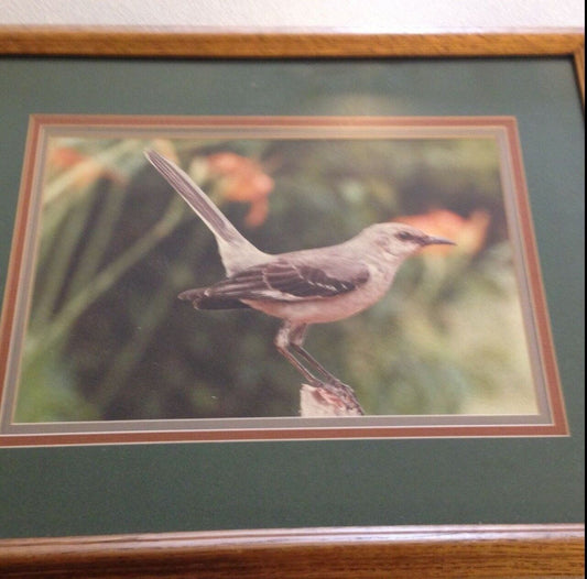 BEAUTIFULLY FRAMED PICTURE OF A PRETTY BIRD SITTING ON A BRANCH RESTING.