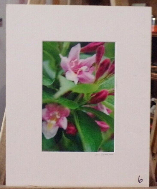 Artist L Motnon Presents: Pink in Nature,Flower Print (12" x 15")