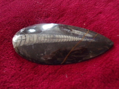 6 1/4" inch long fossil orthoceras Cephlapod (Found in Morocco)