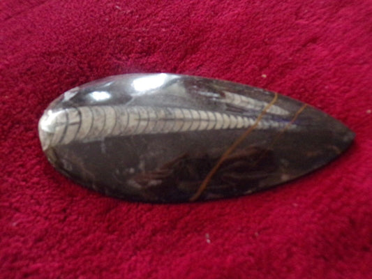 6 1/4" inch long fossil orthoceras Cephlapod (Found in Morocco)