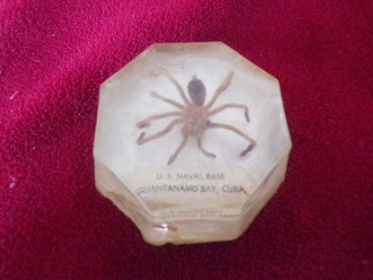 "Spiders of Cuba" Found and Caught on the U. S. Naval Base, Guantanamo, Cuba