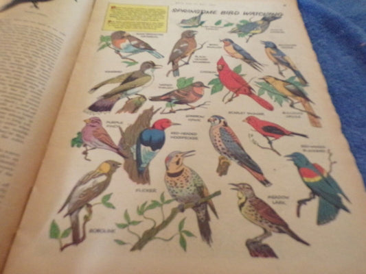 Boys' Life: May 1956 Edition
