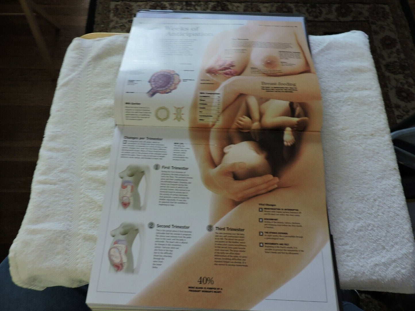 THE HUMAN BODY: A FAMILY REFERENCE GUIDE  2012